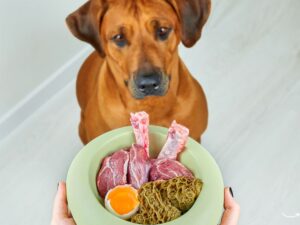 The Heart of Pittsburgh: A Guide to Humane Animal Rescue Pittsburgh