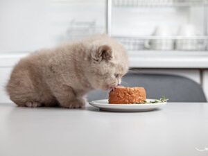 Animal Rescue: A Lifeline for Our Furry Friends