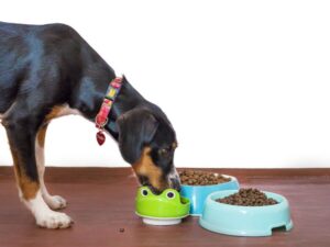 Discover the Best Pet Friendly Hotels for Your Next Adventure