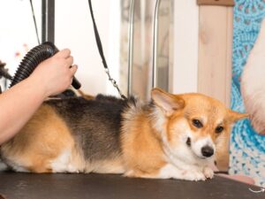 All Pet Grooming: The Ultimate Guide to Keeping Your Pet Pristine