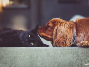 Springmill Pet Wellness Clinic: A Comprehensive Guide
