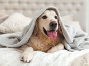 8 Healthiest Dog Breeds