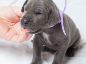 Navigating the World of Animal Emergency Hospitals: A Comprehensive Guide