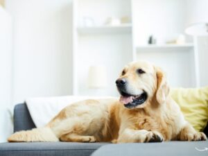 The Ultimate Guide to Starting and Running a Successful Pet Grooming Business