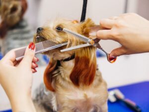 Debbie’s Pet Grooming: A Comprehensive Guide to Pampering Your Pets