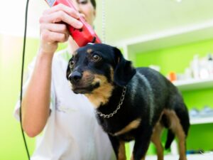 Wash & Wags Pet Grooming: Your Pet’s Best Friend