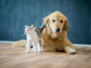 Best Friends Animal Hospital: Your Pet’s Trusted Care Partner