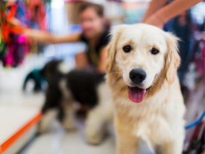 Emergency Animal Hospital: What You Need to Know When Your Pet Needs Urgent Care