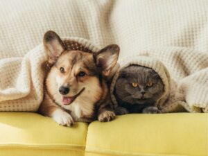 Orange County Animal Shelter: A Safe Haven for Our Furry Friends