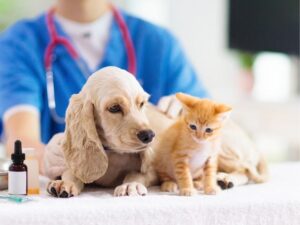 Caring Companions: Your Guide to Family Pet Care in LaGrange, GA