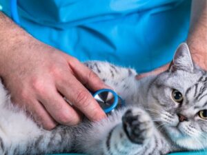 Montgomery County Animal Shelter: A Lifesaving Resource for Pets in Need