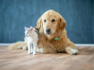 Pet Sitting: Your Ultimate Guide to Loving Care for Pets