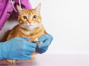 Care a Lot Pet Grooming: The Ultimate Experience for Your Furry Friends