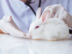 Urgent Care Animal Hospital Eagle Rock: Providing Compassionate and Immediate Care for Your Pets