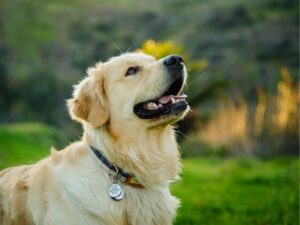 How to Tell How Smart Your Dog