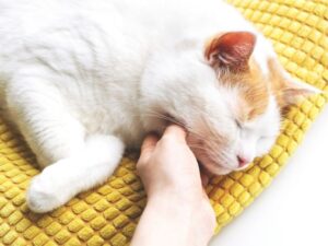 Companion Animal Hospital: Caring for Your Pets with Excellence