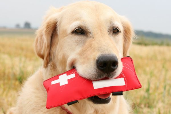 Pet first aid