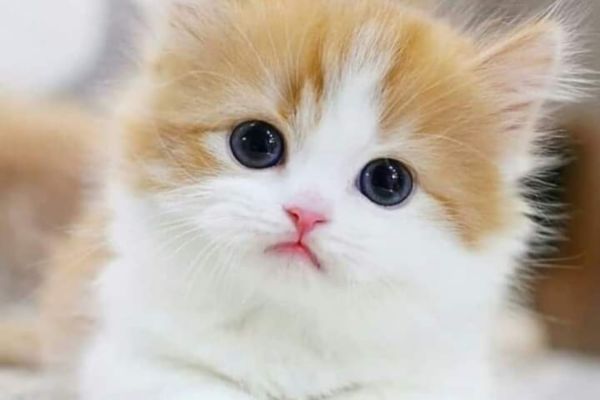 common cat diseases