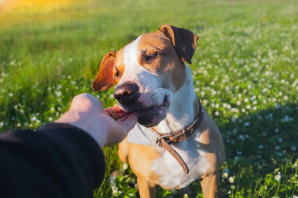 how to treat fleas naturally