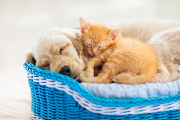 Pet nutrition myths debunked