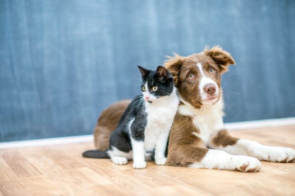 Senior cat food recommendations