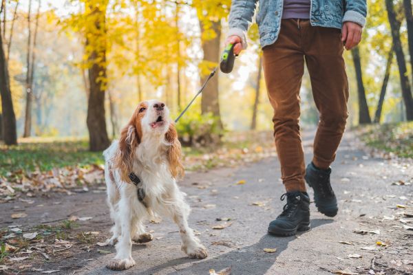 dog breeds that don't bark much
