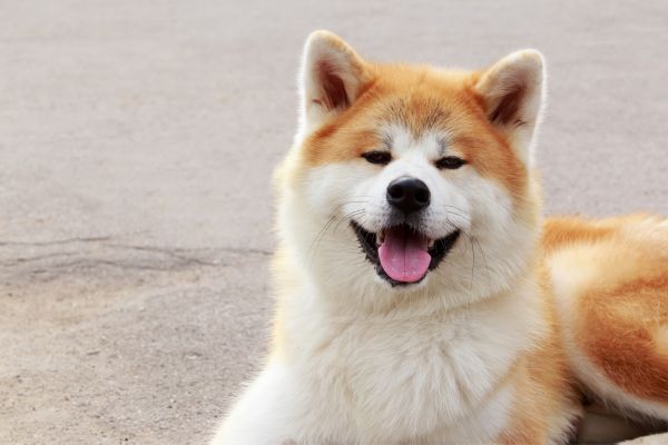 dog breeds that live long