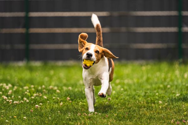 behavior training for aggressive dogs
