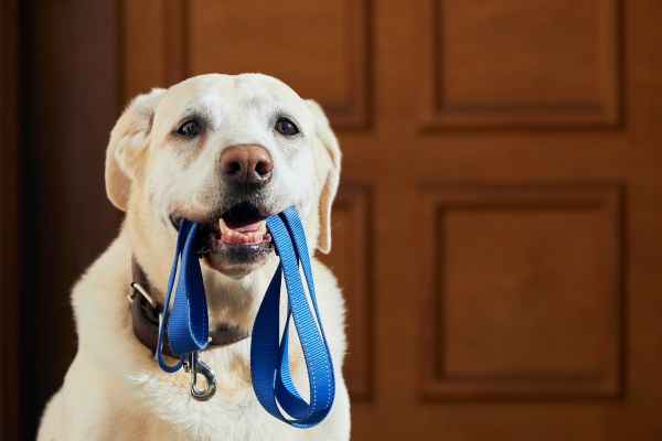 leash training for puppies