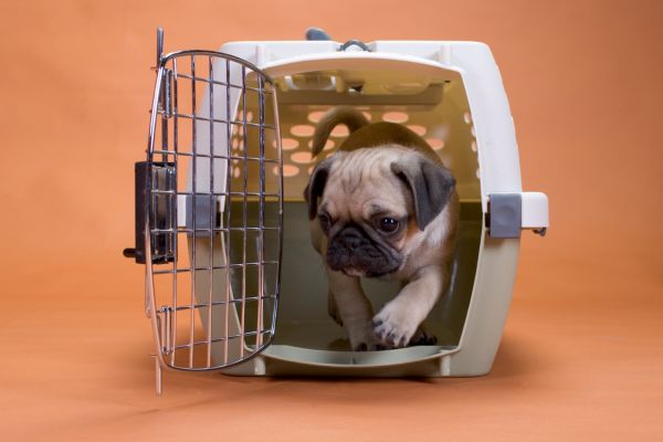 best collapsible pet crates