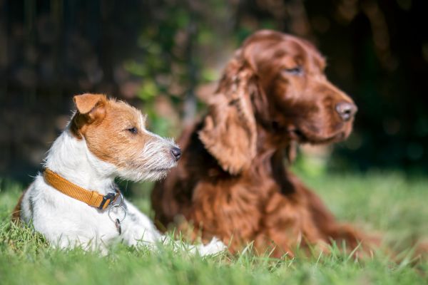 Pet passport requirements