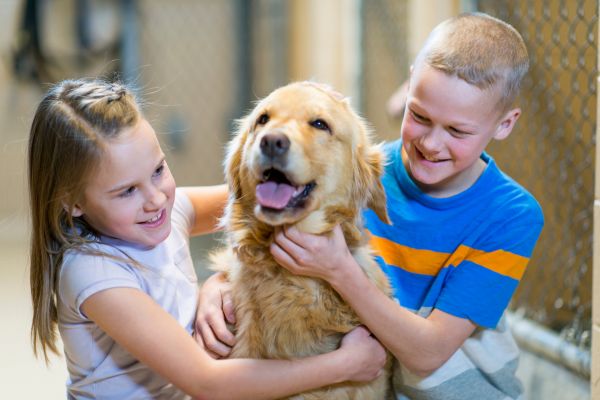 pet adoption myths debunked