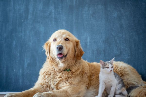 tips for first-time pet adopters