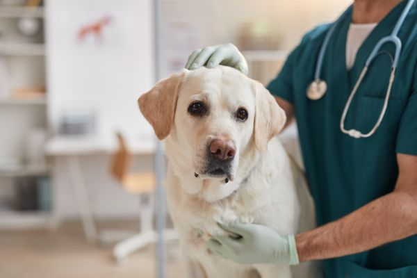 choosing the right pet insurance