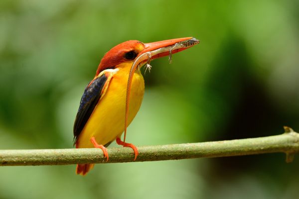 exotic bird diet and nutrition