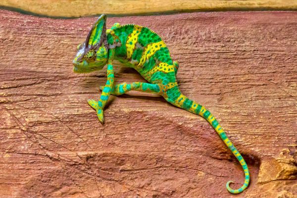 low maintenance exotic reptiles