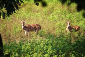 Best Gear for Wildlife Photography