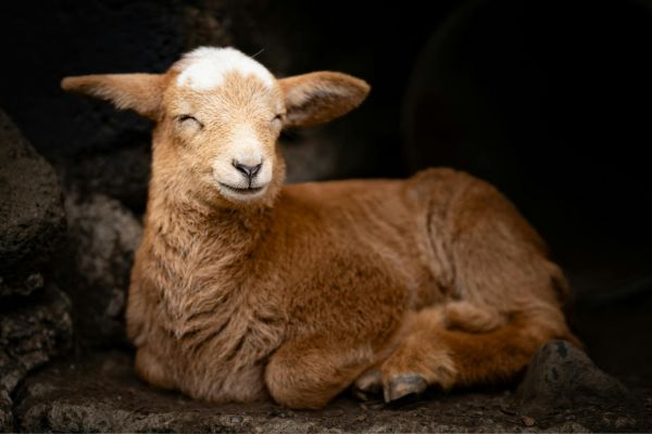 disease prevention in goats
