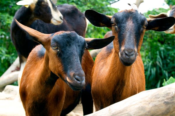 goat shelter design ideas