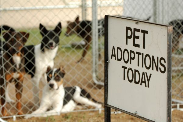 pet adoption success stories