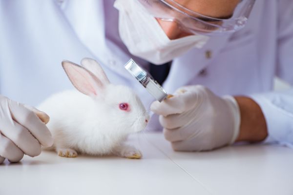 Animal testing