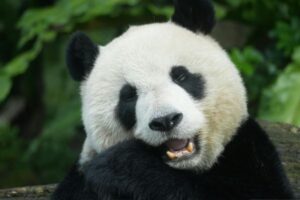 Endangered Species Protection: What You Can Do