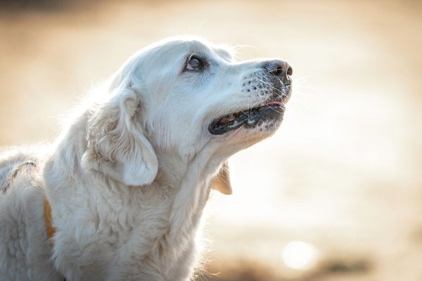 best food for senior dogs with joint issues