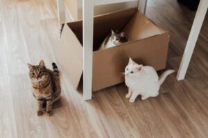 Best Litter Boxes for Multiple Cats in 2026