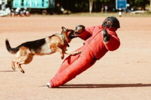 German Shepherd Hip Dysplasia: Prevention and Care