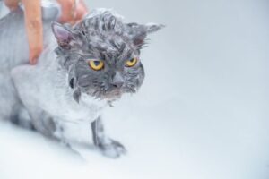 How Often Should You Bathe a Cat? Vet-Backed Answer