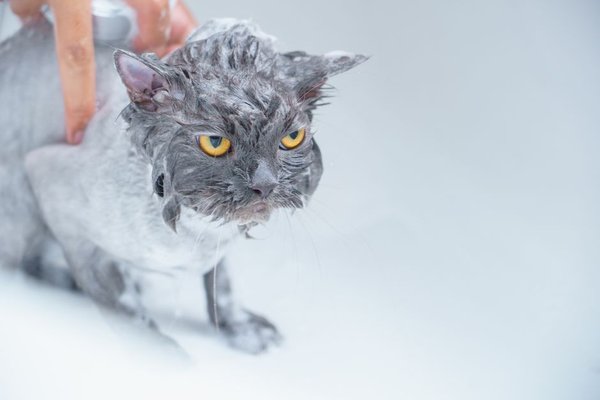 how often should you bathe a cat