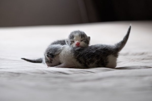 kitten socialization tips for the first few weeks
