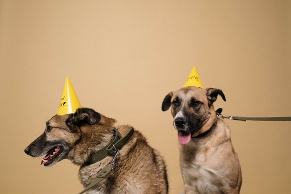 pet insurance for dogs worth it