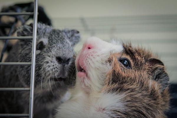 guinea pig bonding introduction guide